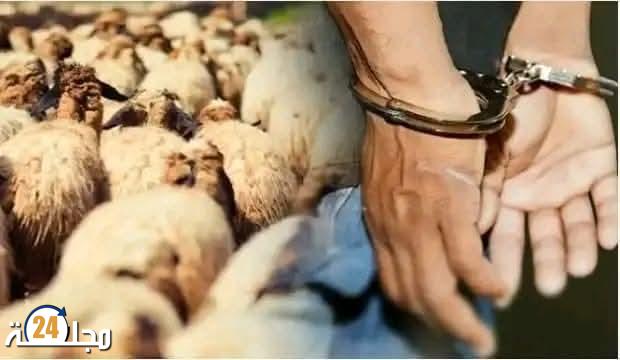 سرية الدرك الملكي بالجديدة تحسم قضية سرقة أغنام بأولاد غانم وتوقف المتورطين
