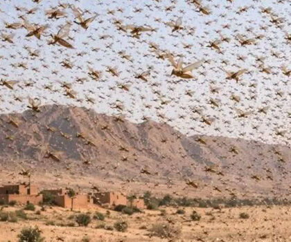 وضعية موظفي المركز الوطني لمكافحة الجراد تصل البرلمان