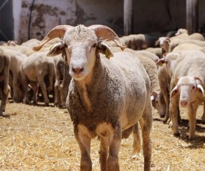 الضريبة وغلاء الأسواق الدولية يعرقلان استيراد اللحوم الحمراء