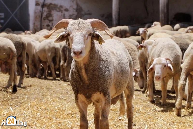 الضريبة وغلاء الأسواق الدولية يعرقلان استيراد اللحوم الحمراء