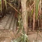 *فضيحة بجماعة القصر الكبير: مقبرةمولاي علي بوغالب تتحول إلى غابة مهجورة.. وعائلات الأموات يستغيثون*