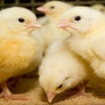 الشناقة والوسطاء وراء ارتفاع سعر الكتكوت؟