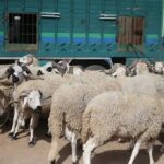 الدرك الملكي بالسمارة يفكك عصابة متخصصة في سرقة المواشي وتجهيزات الكسابين بمنطقة خطاري