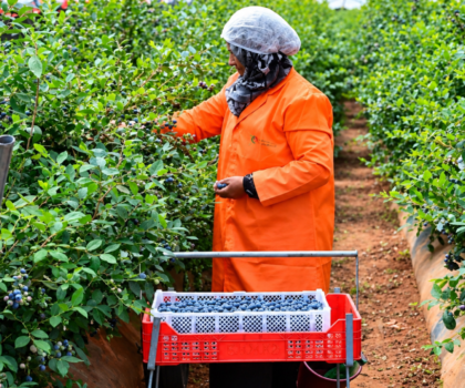 مجموعة إيليت أجرو الإماراتية تضخ 380 مليون درهم لتطوير مزرعة سيدي يحيى وتعزيز استثماراتها الفلاحية بالمغرب